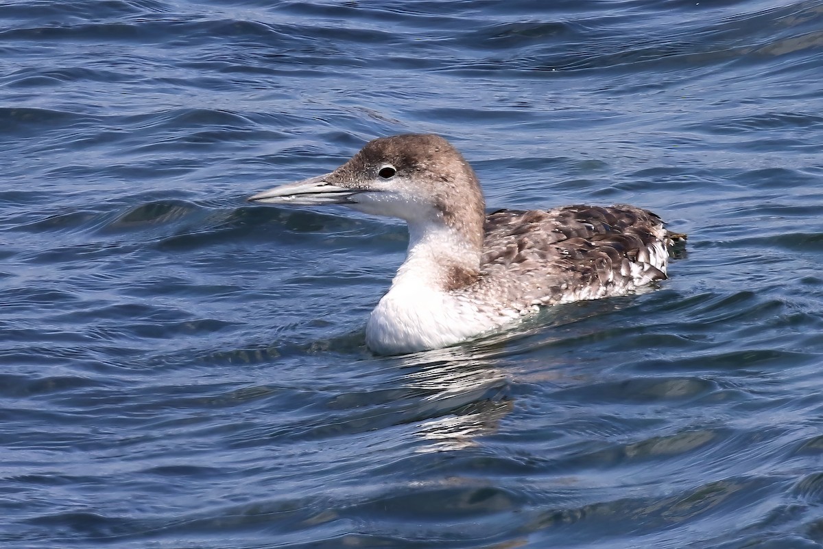Common Loon - ML622565271