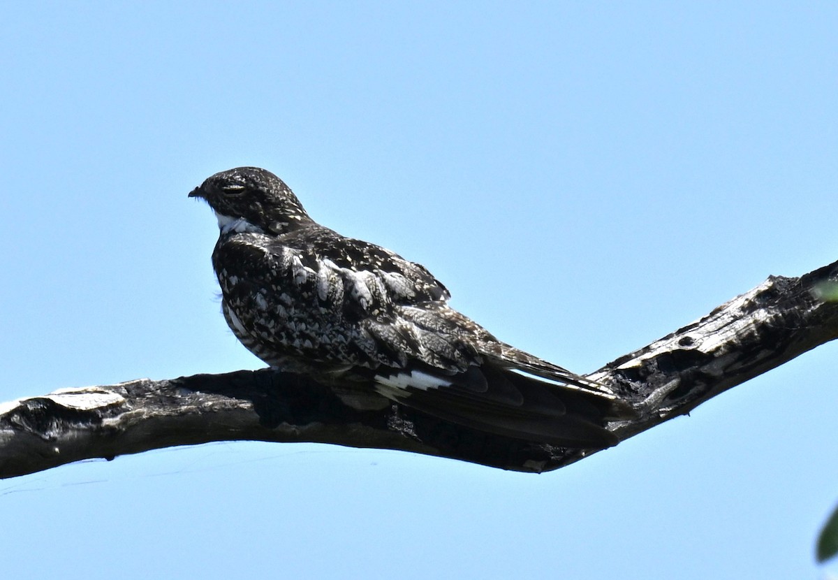 Common Nighthawk - ML622565307