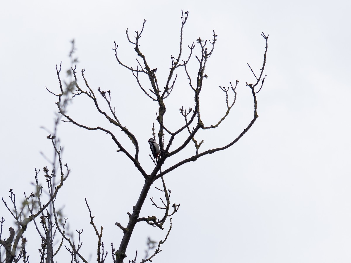 Great Spotted Woodpecker - ML622565308