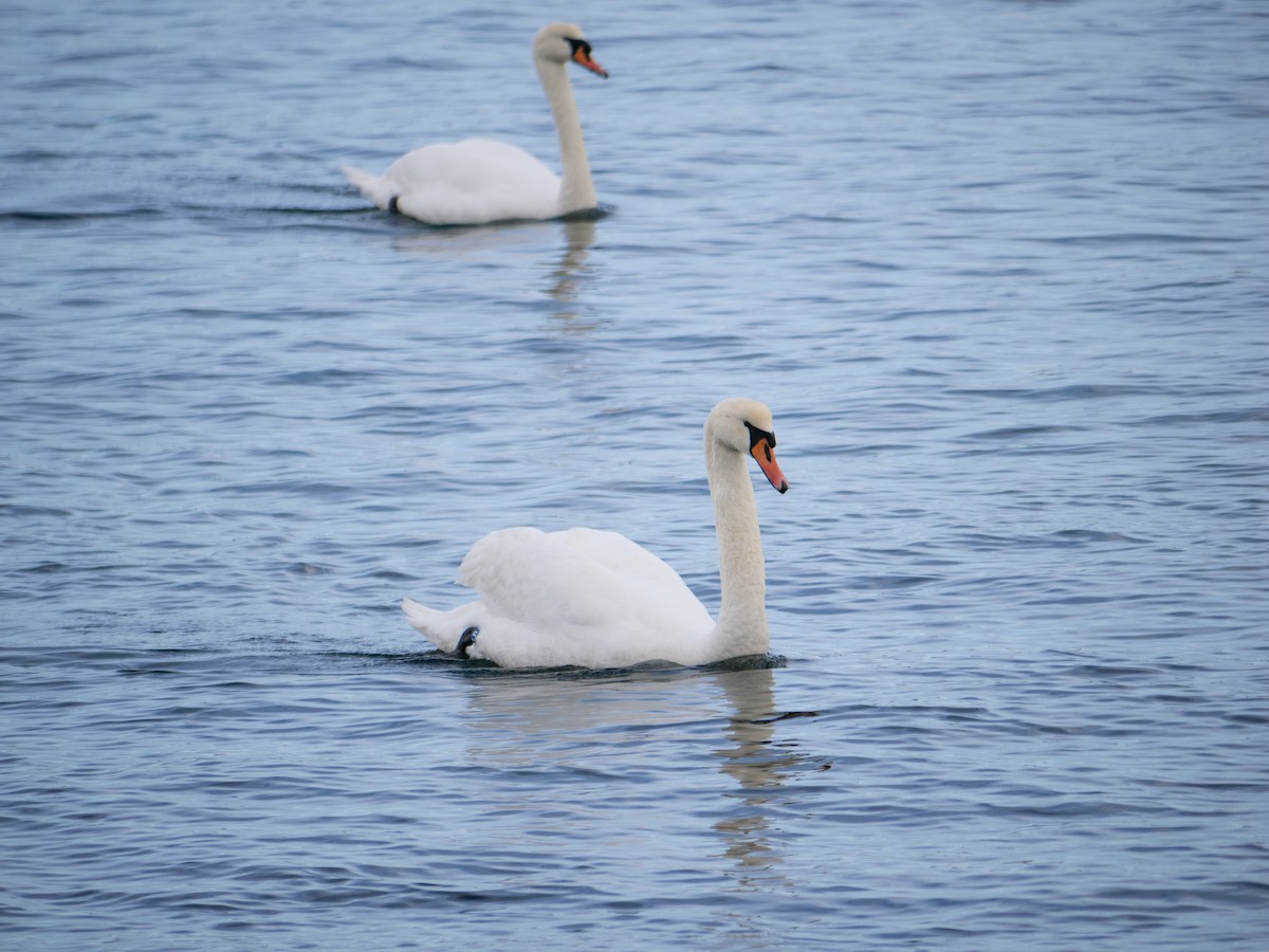 Mute Swan - ML622565318