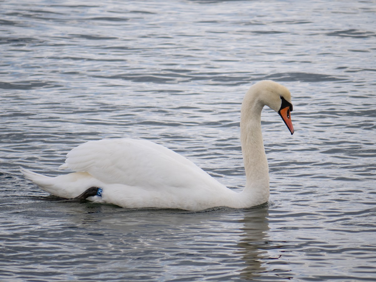 Mute Swan - ML622565321