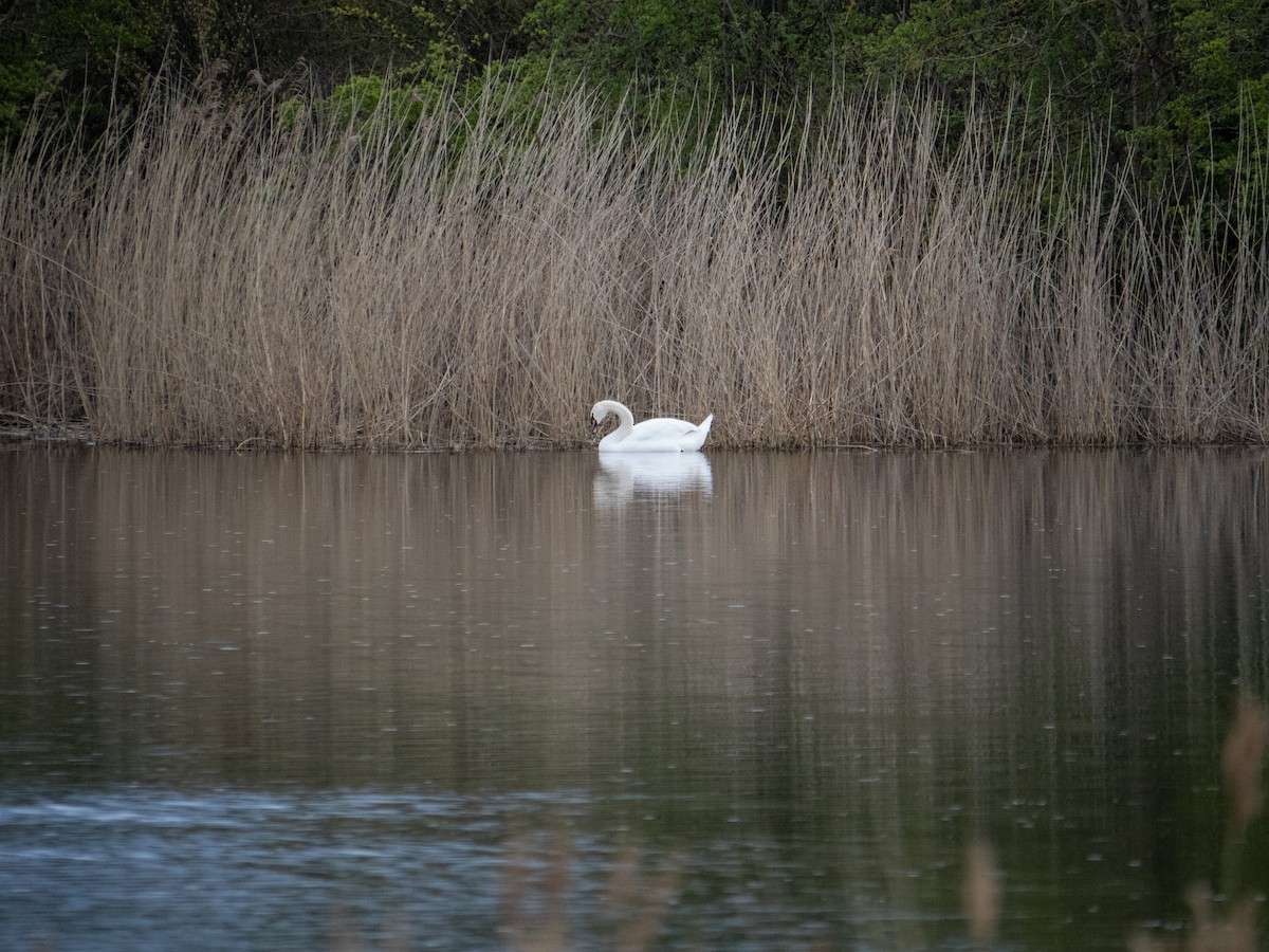 Mute Swan - ML622565351