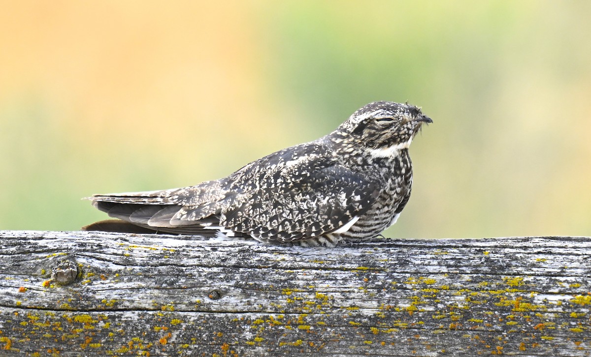 Common Nighthawk - ML622565450