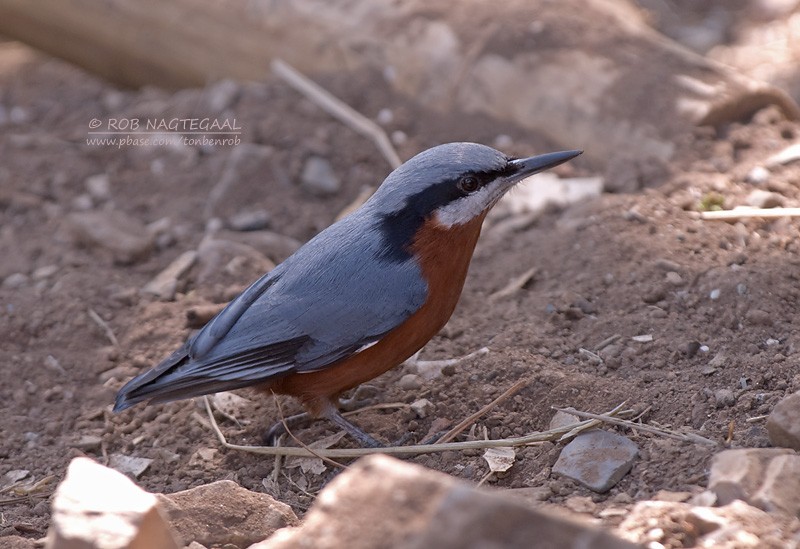 Chestnut-bellied Nuthatch - ML622565451