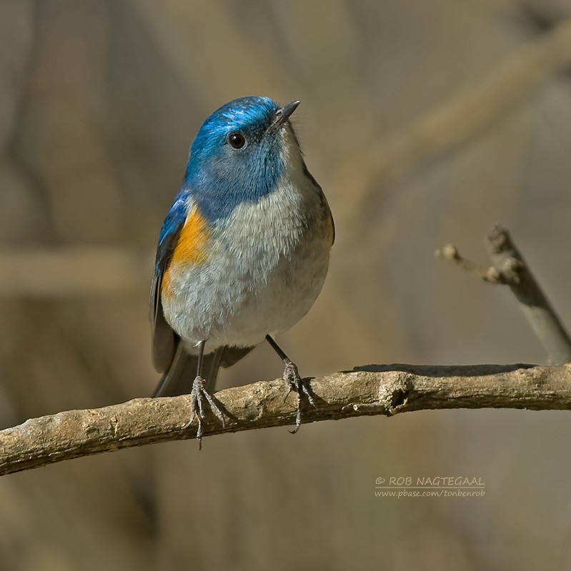 Himalayan Bluetail - ML622565454