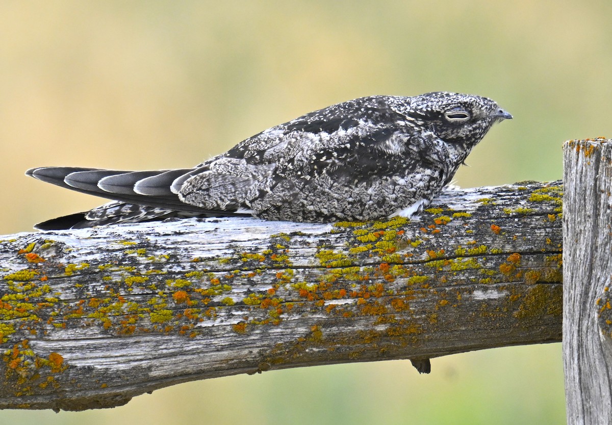 Common Nighthawk - ML622565460