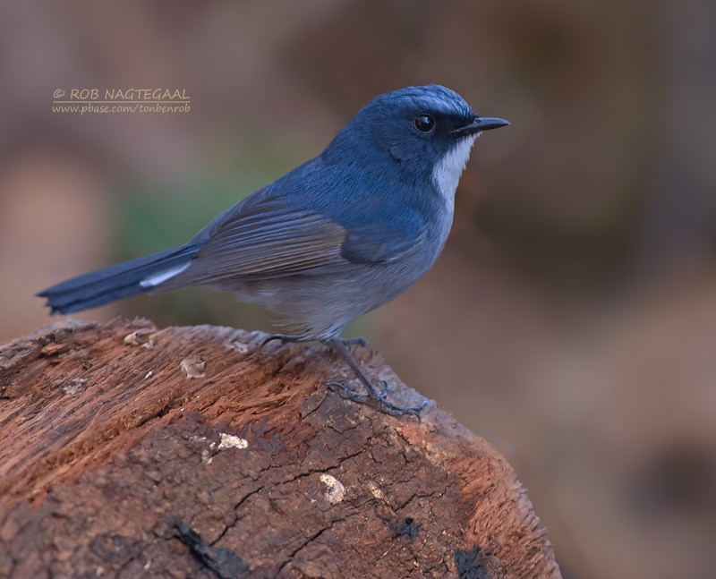 Slaty-blue Flycatcher - ML622565462