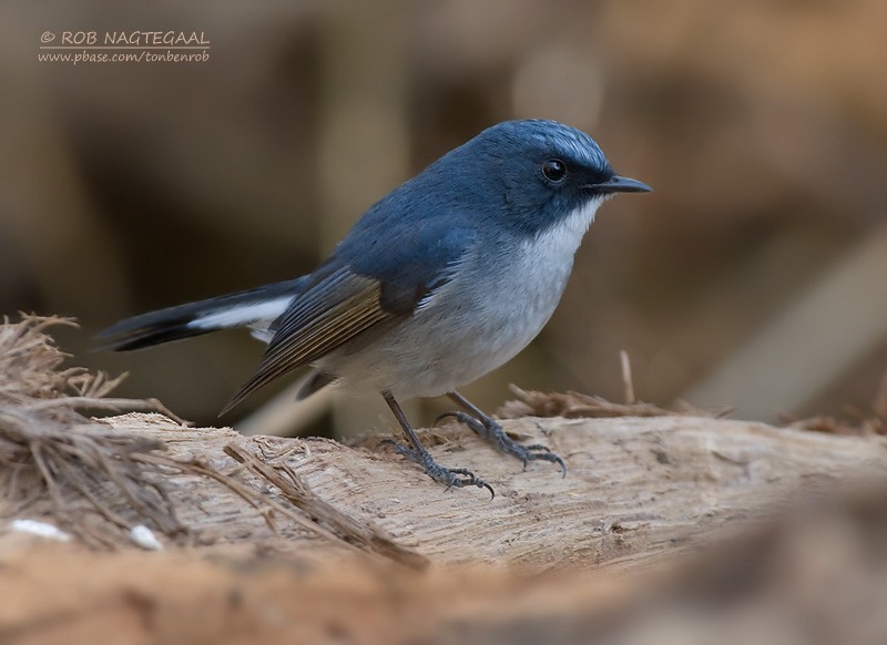 Slaty-blue Flycatcher - ML622565463