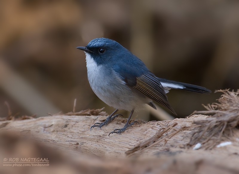 Slaty-blue Flycatcher - ML622565464