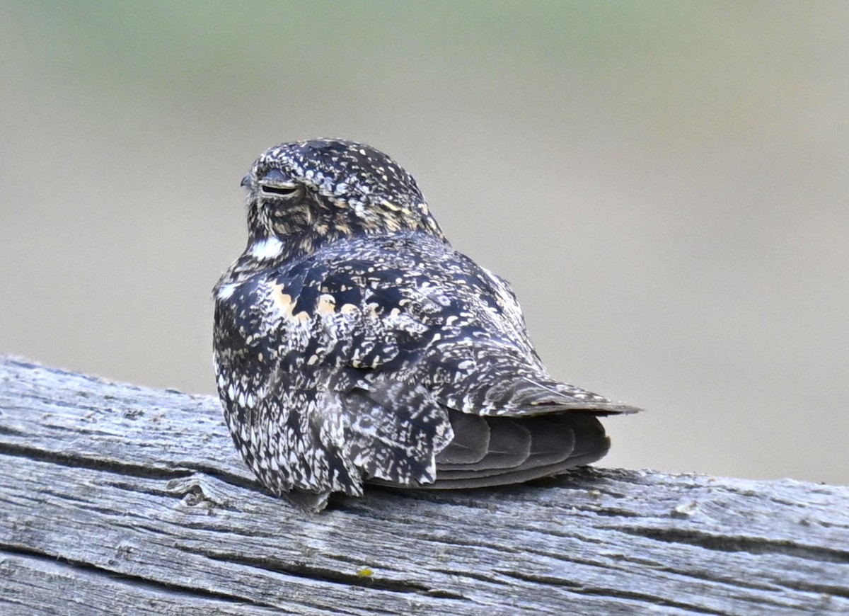 Common Nighthawk - ML622565467