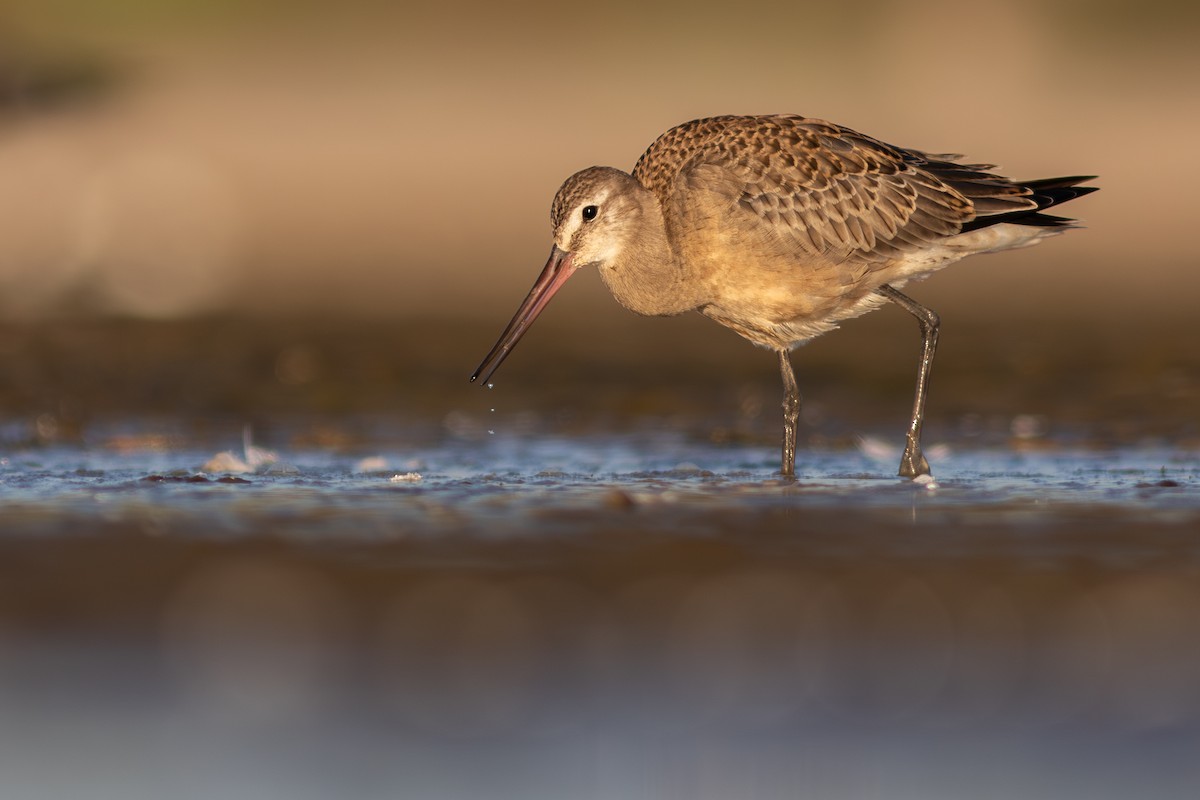 Hudsonian Godwit - ML622565468