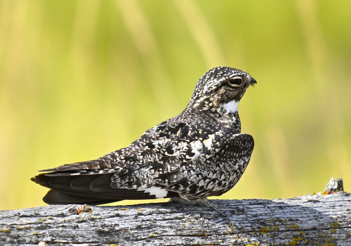 Common Nighthawk - ML622565479