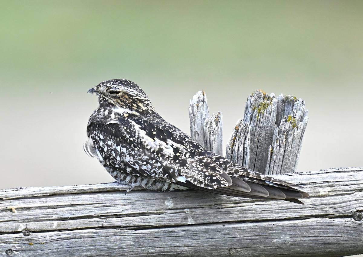 Common Nighthawk - ML622565483