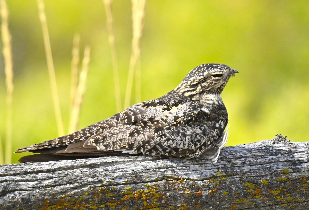 Common Nighthawk - Alec Andrus