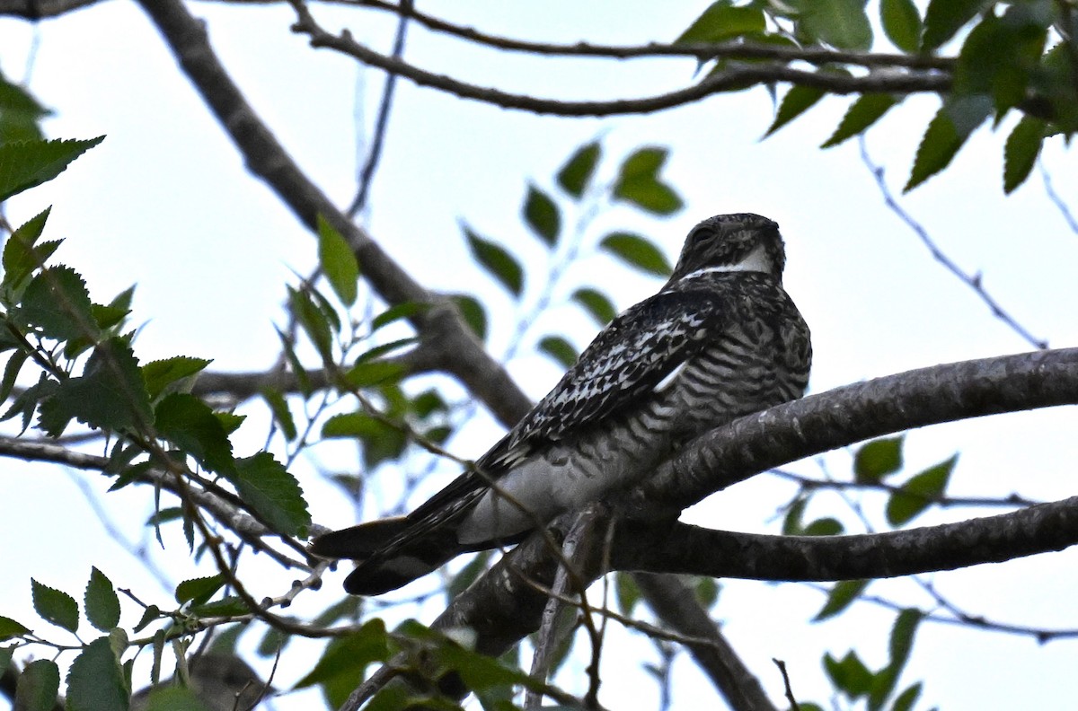 Common Nighthawk - ML622565500