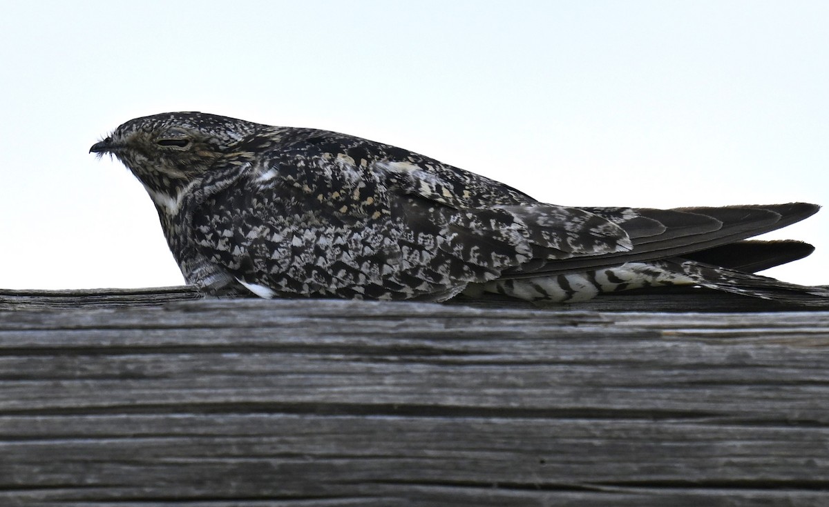 Common Nighthawk - ML622565521