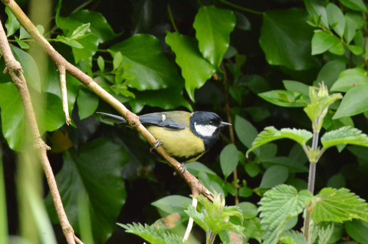 Great Tit - ML622565525