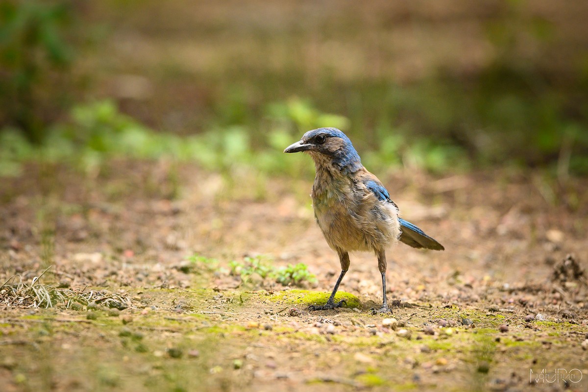 Woodhouse's Scrub-Jay - ML622565655