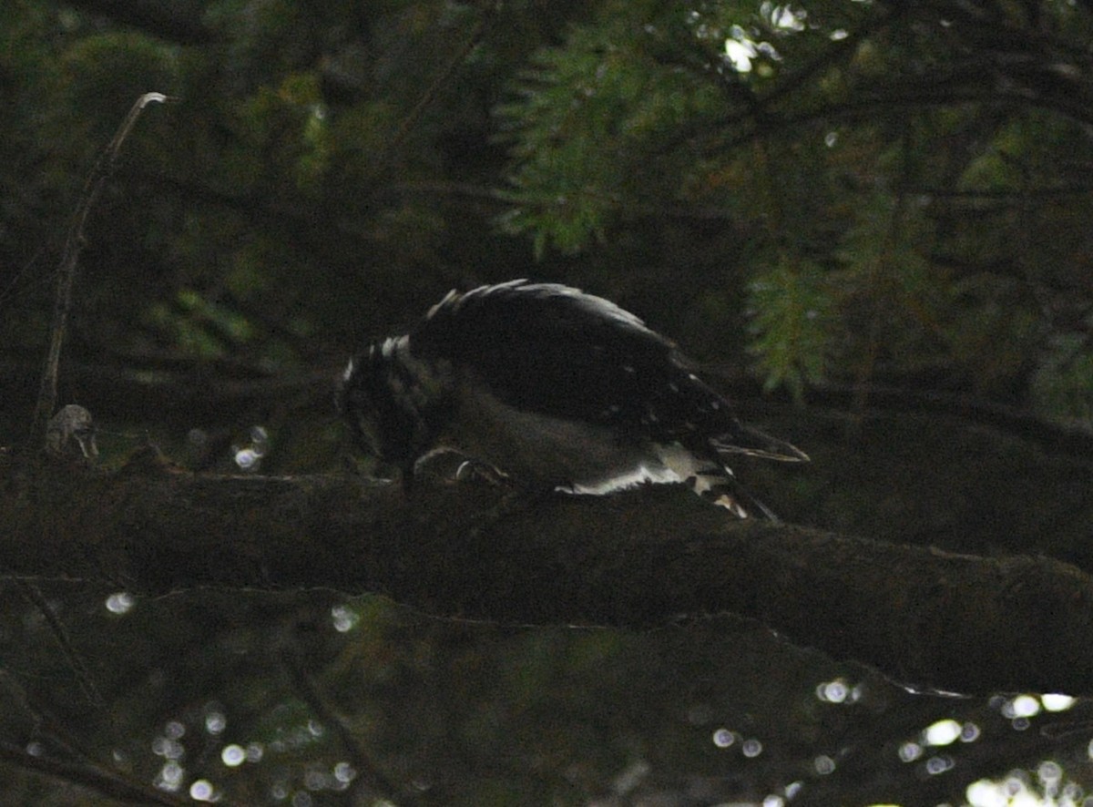 Downy Woodpecker - ML622565727