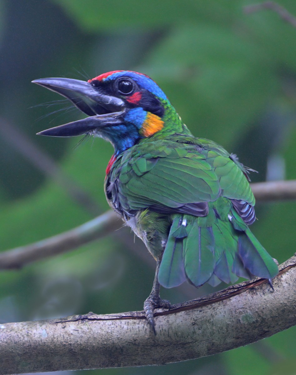 Red-crowned Barbet - ML622565896