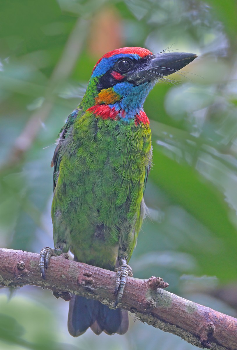 Red-crowned Barbet - sheau torng lim