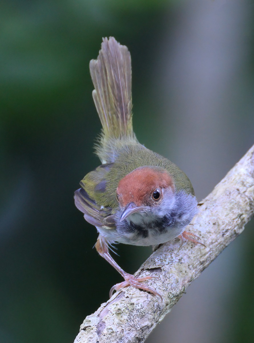 Dark-necked Tailorbird - ML622565900