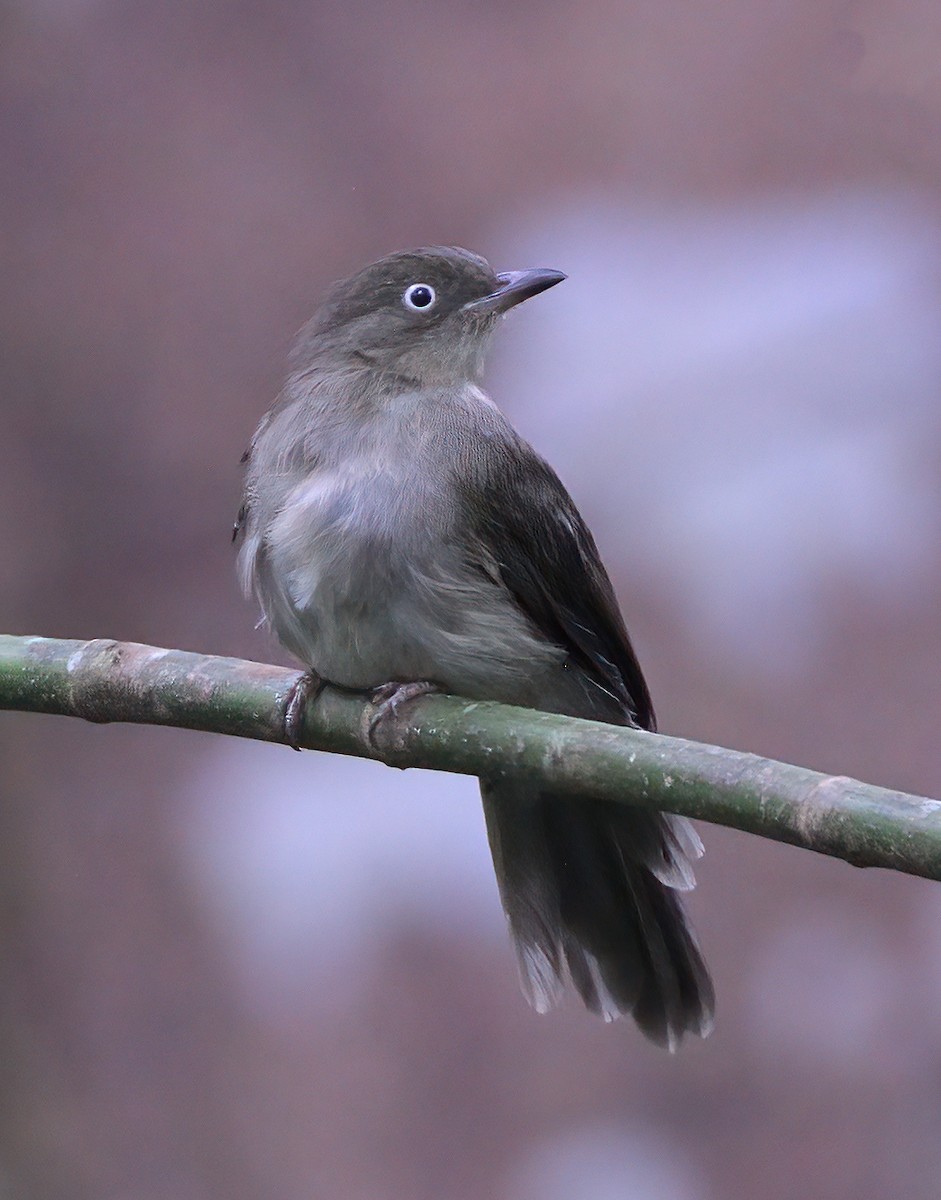 Cream-vented Bulbul - ML622565901