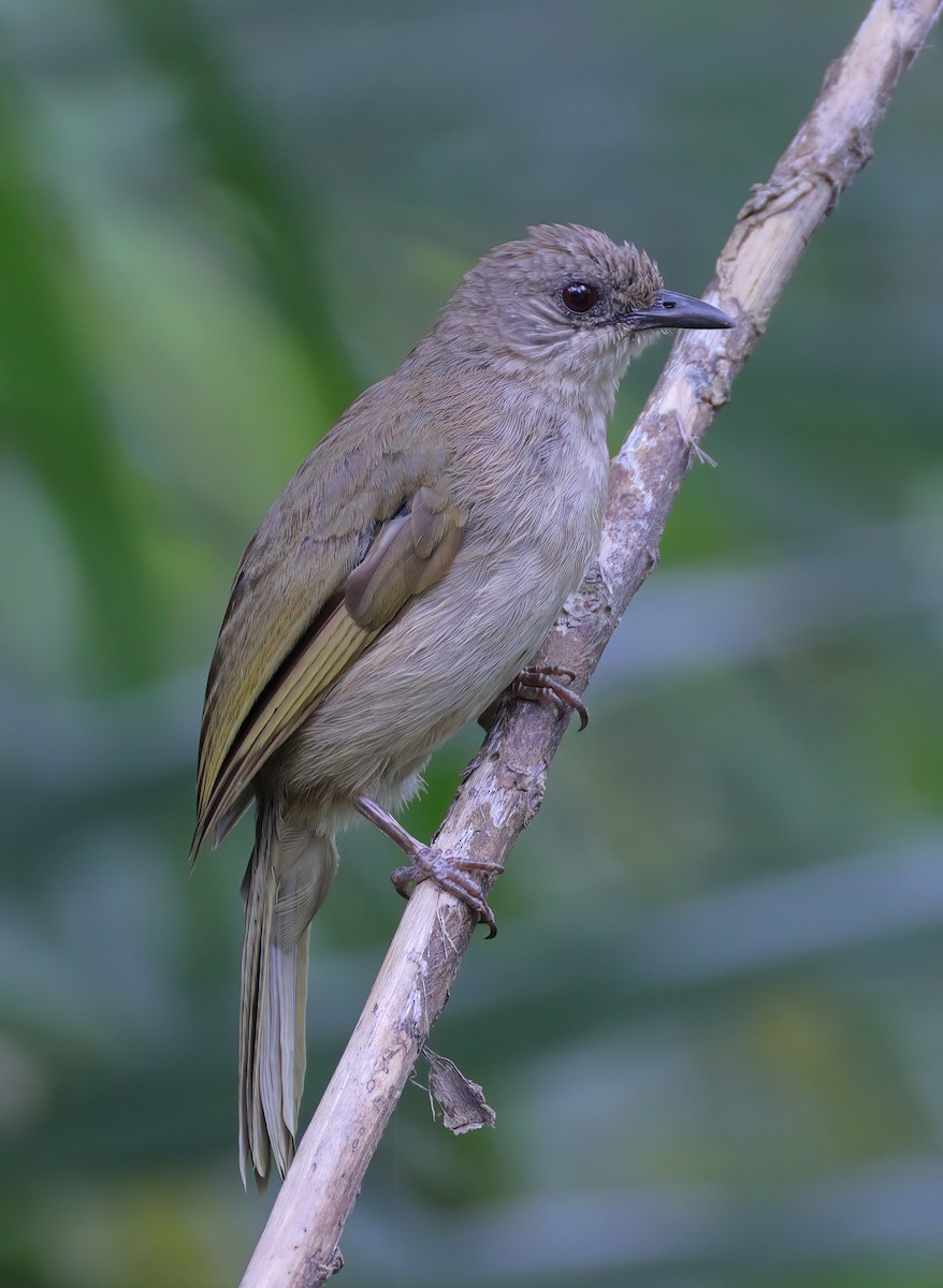 Olive-winged Bulbul - ML622565905