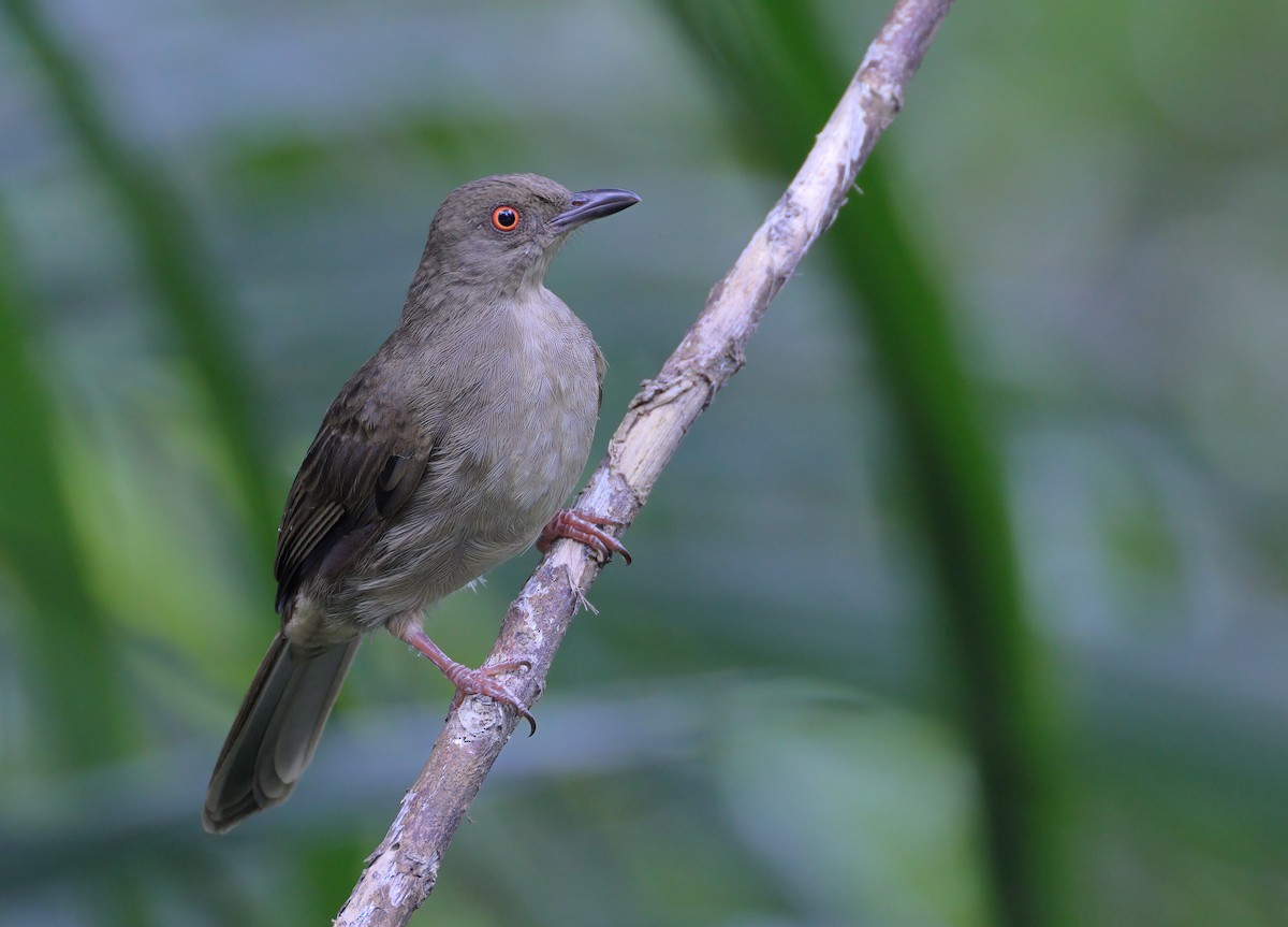 Red-eyed Bulbul - ML622565908