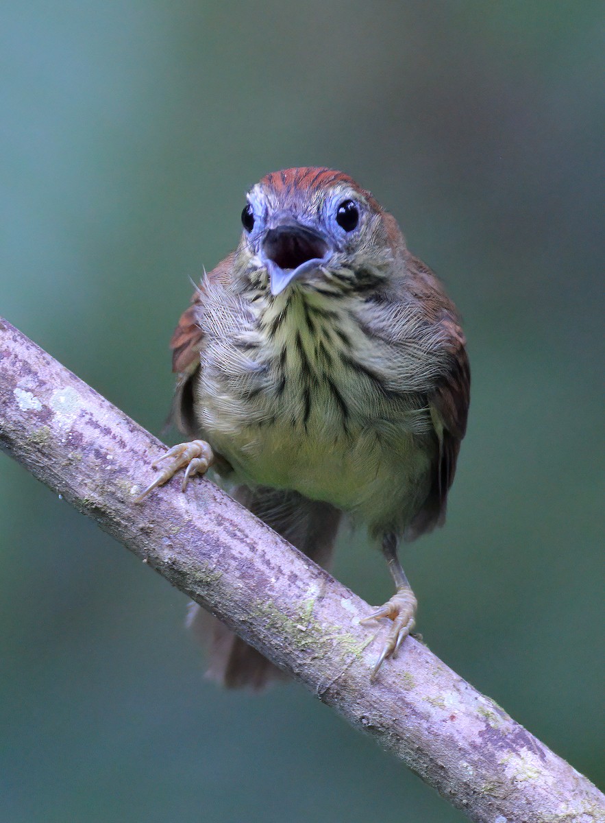 Pin-striped Tit-Babbler - ML622565914