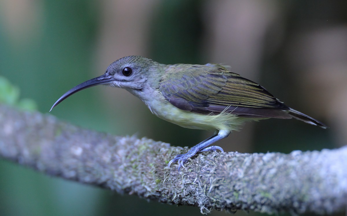 Little Spiderhunter - ML622565920