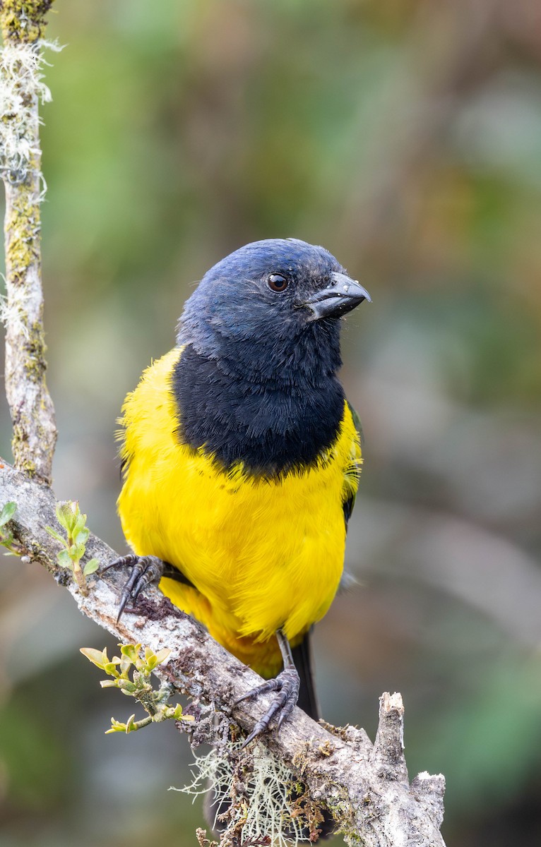 Black-chested Mountain Tanager - ML622565922