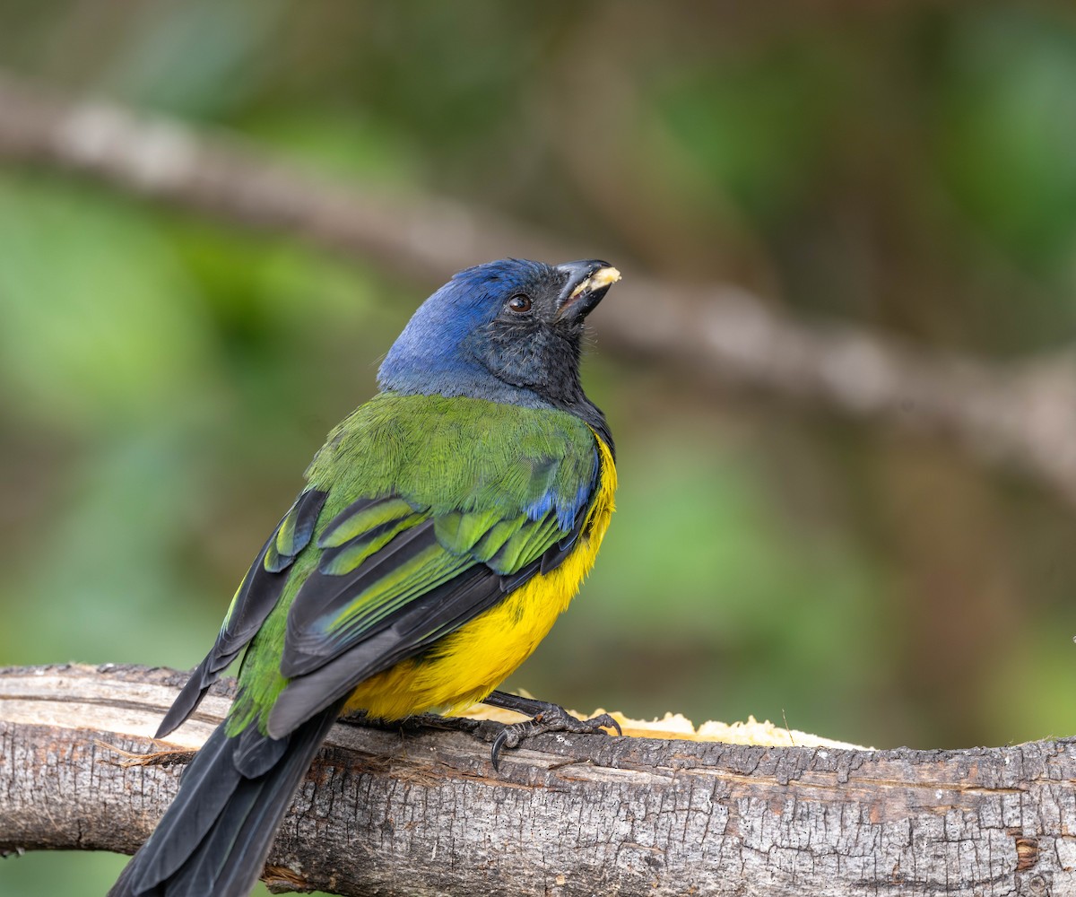 Black-chested Mountain Tanager - ML622565923