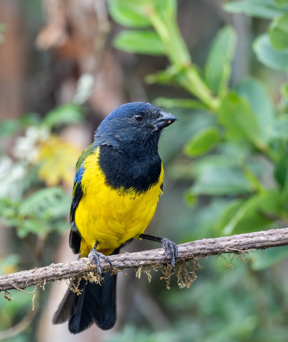 Black-chested Mountain Tanager - ML622566009