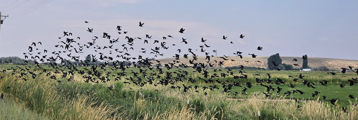 Yellow-headed Blackbird - ML622566033