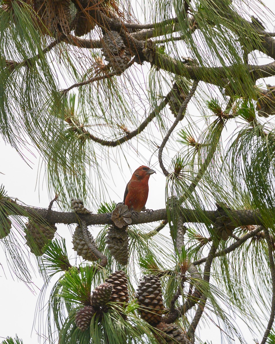 Red Crossbill - ML622566166