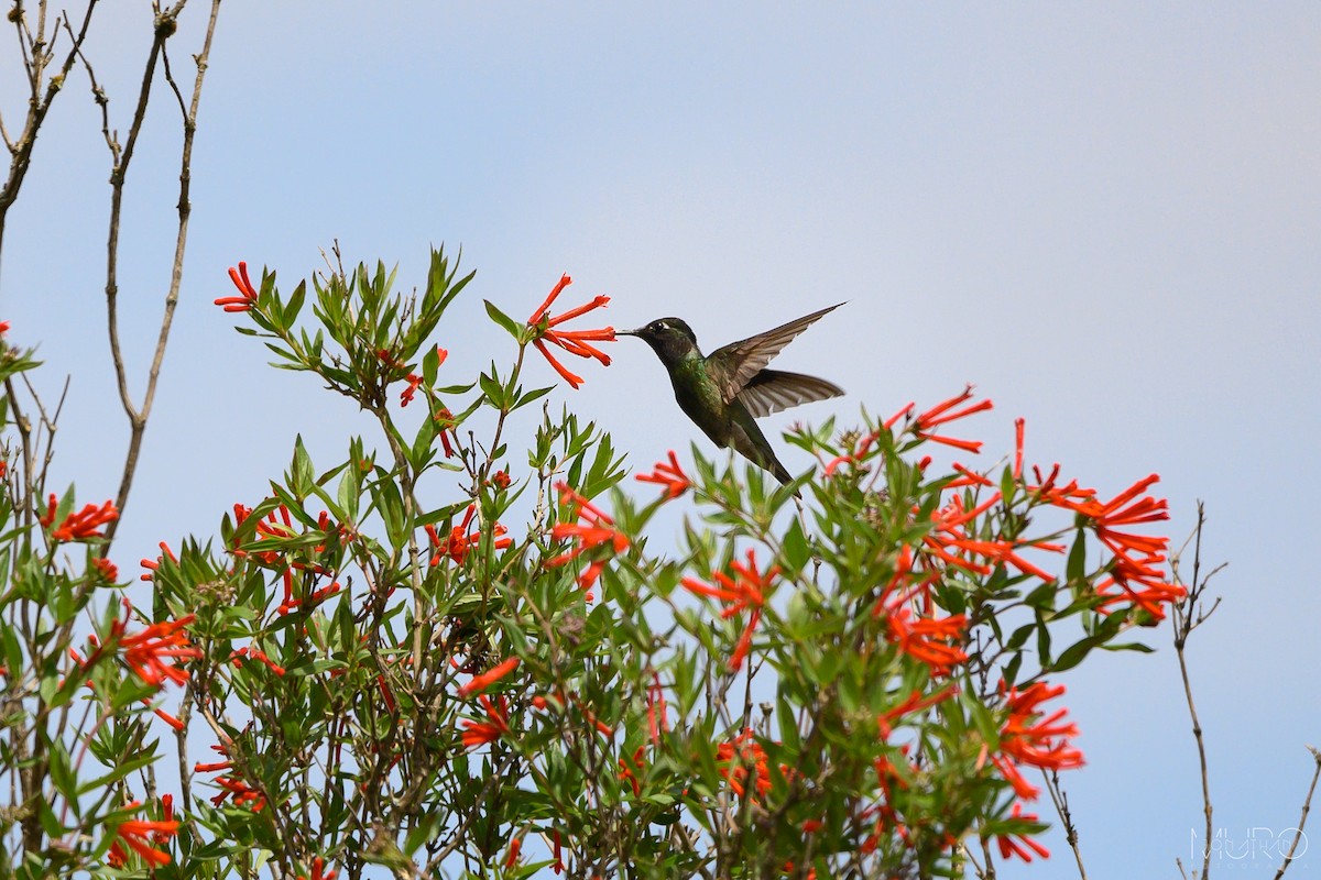 Rivoli's Hummingbird - ML622566275