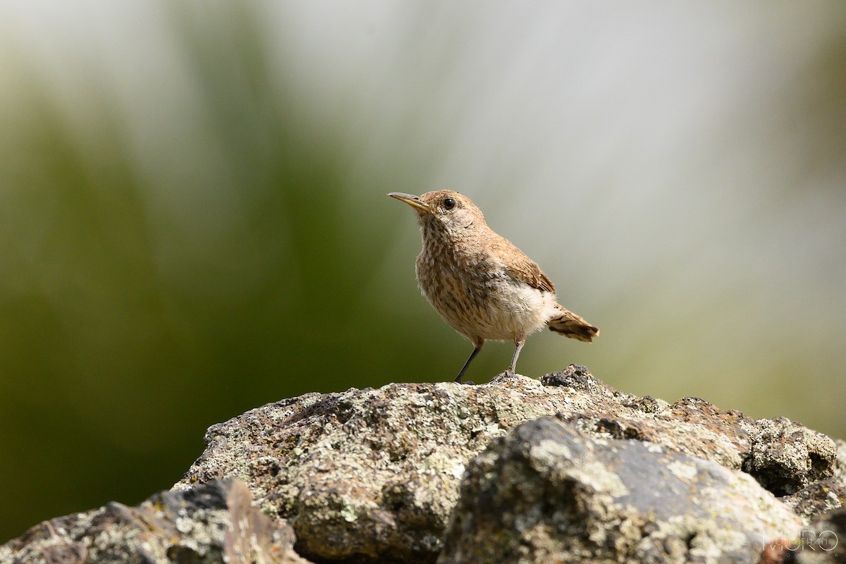 Rock Wren - ML622566308