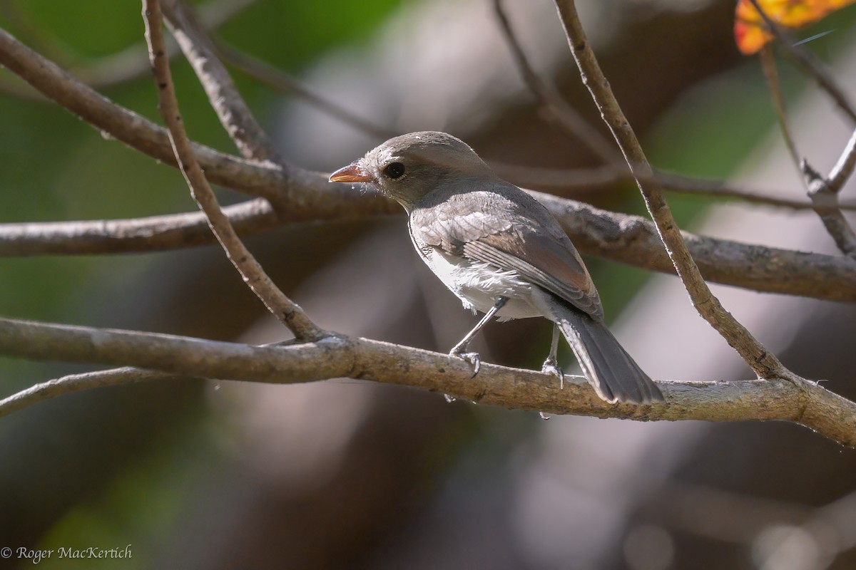 Gray Whistler - ML622566365