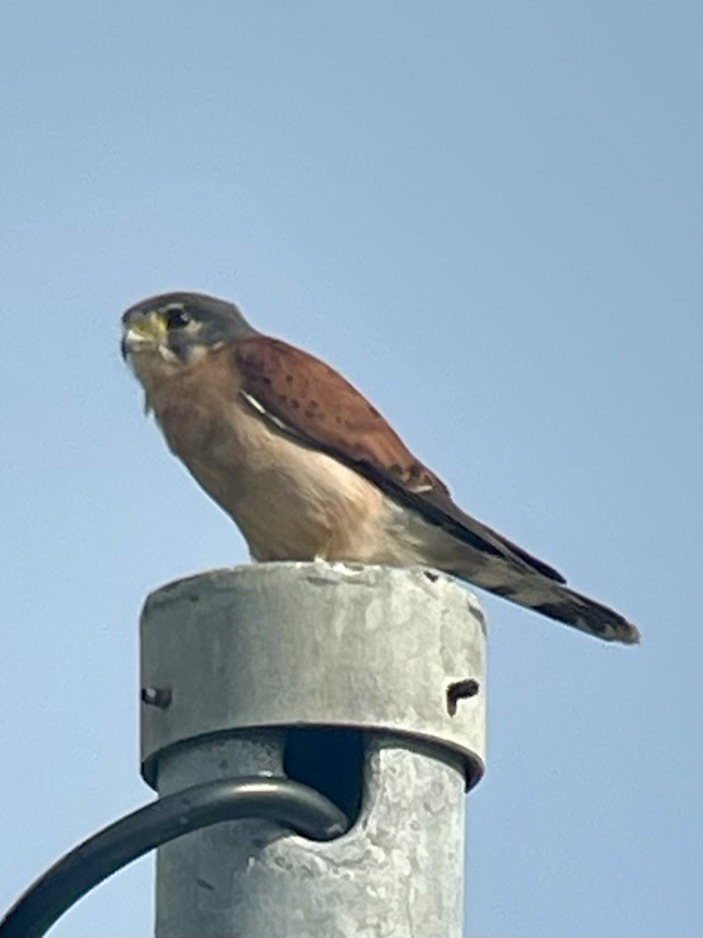 Seychelles Kestrel - ML622566405