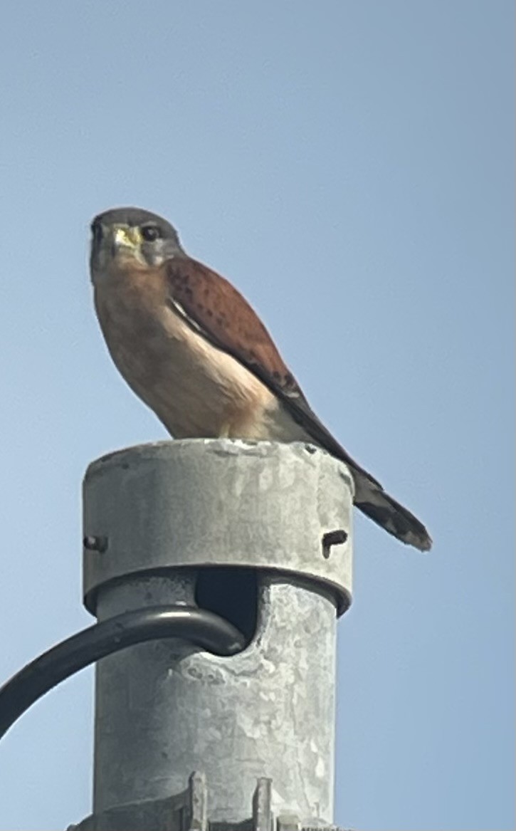 Seychelles Kestrel - Rainer Ruess