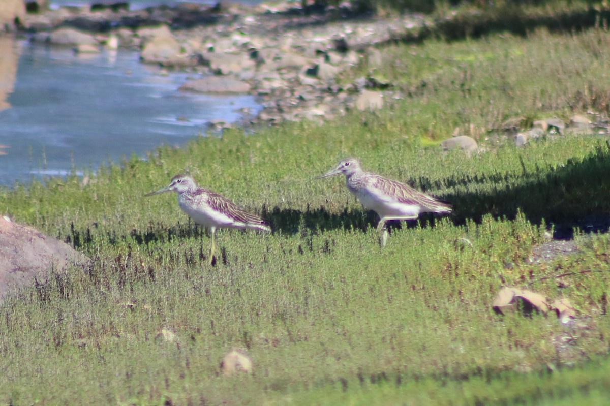 Common Greenshank - ML622566408