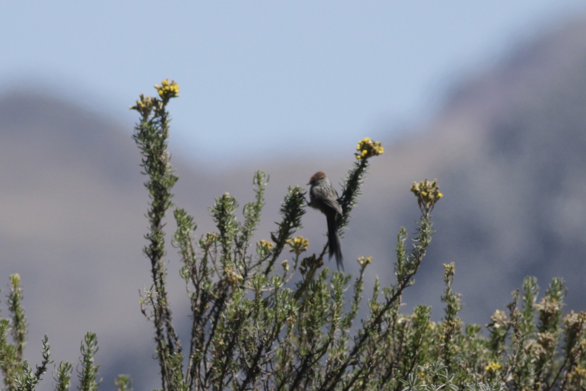 Rusty-crowned Tit-Spinetail - ML622566413