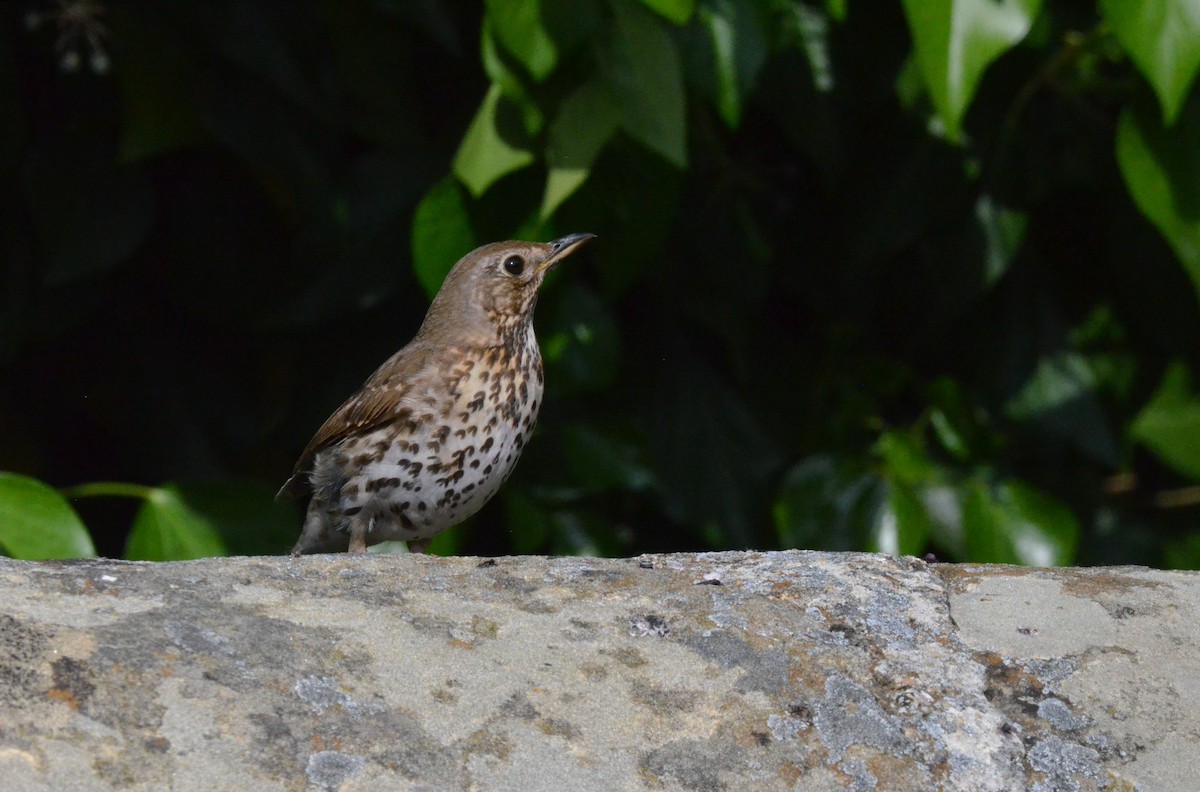 Song Thrush - ML622566446