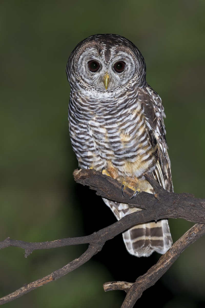 Chaco Owl - ML622566451