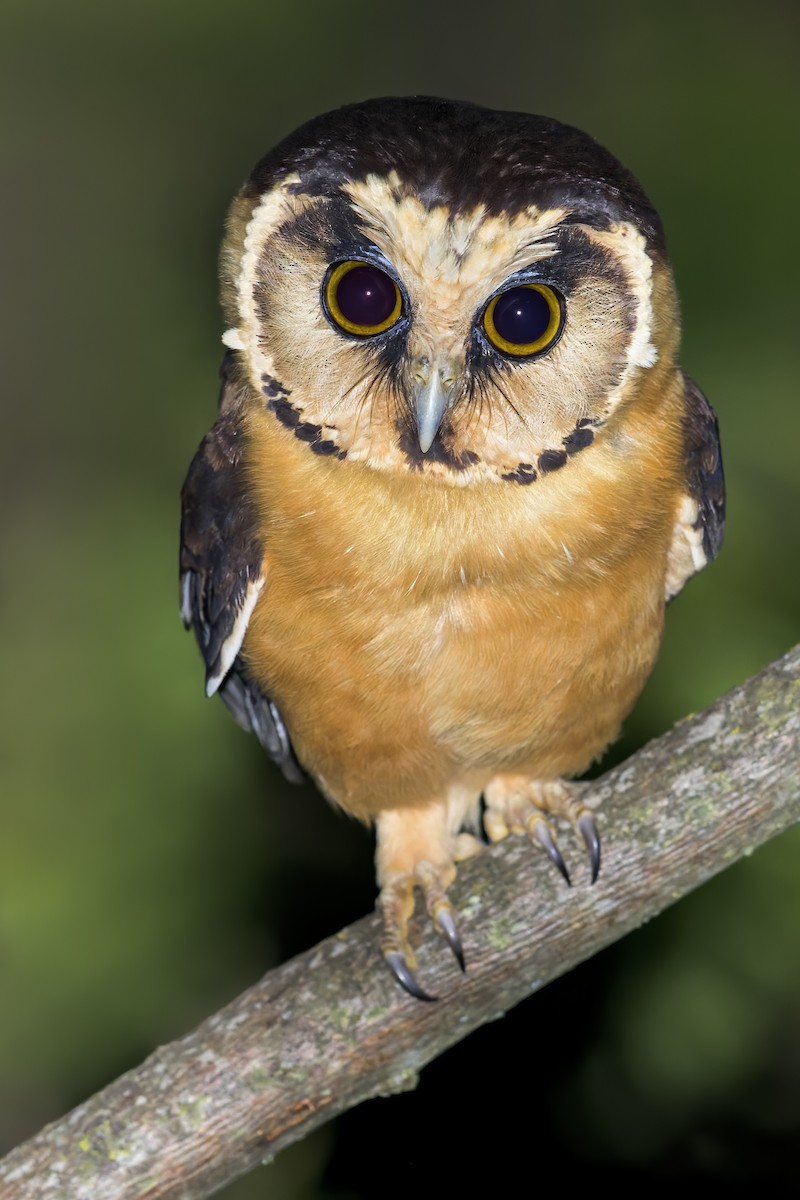 Buff-fronted Owl - Dubi Shapiro