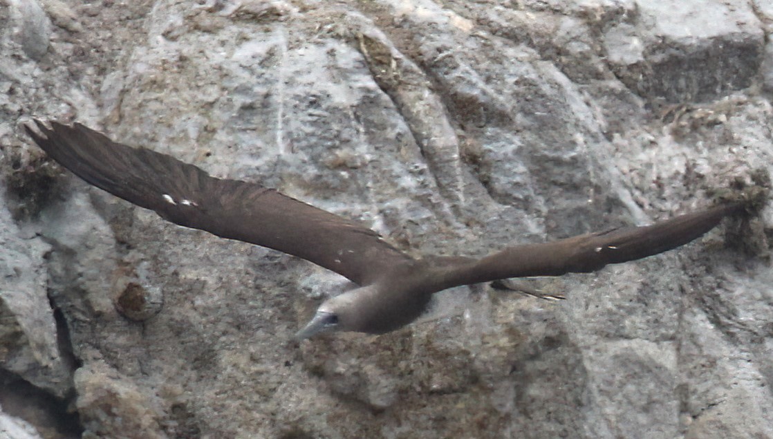 terej kokosový (ssp. brewsteri) - ML622566482