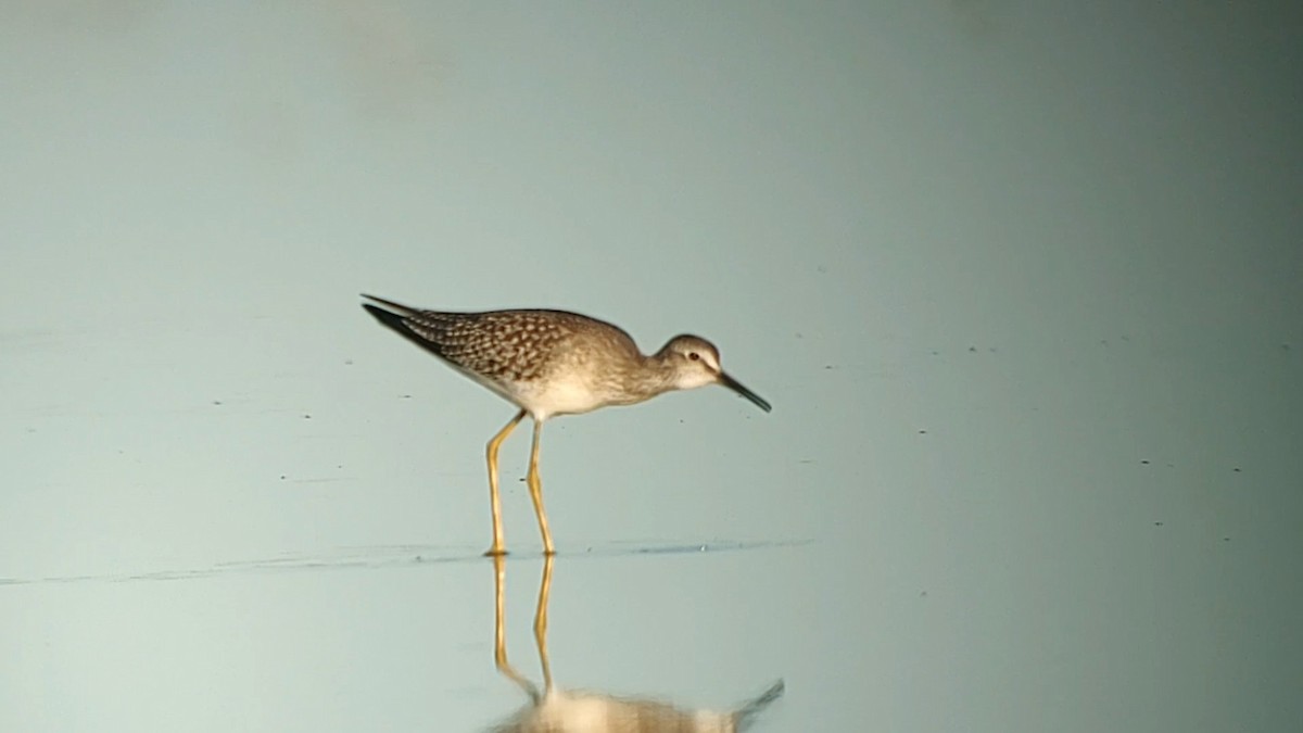 Lesser Yellowlegs - ML622566625