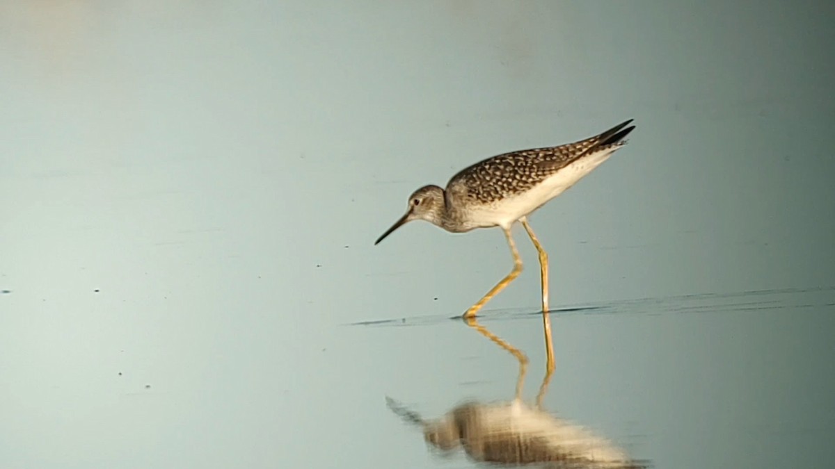 Lesser Yellowlegs - ML622566626