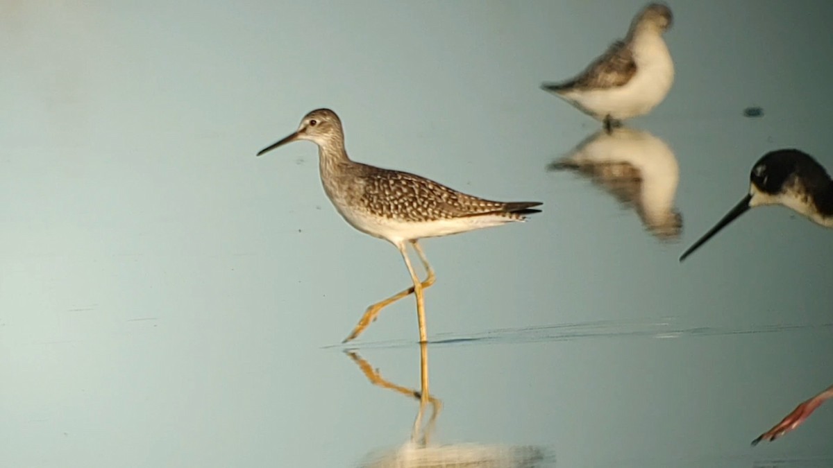 Lesser Yellowlegs - ML622566627